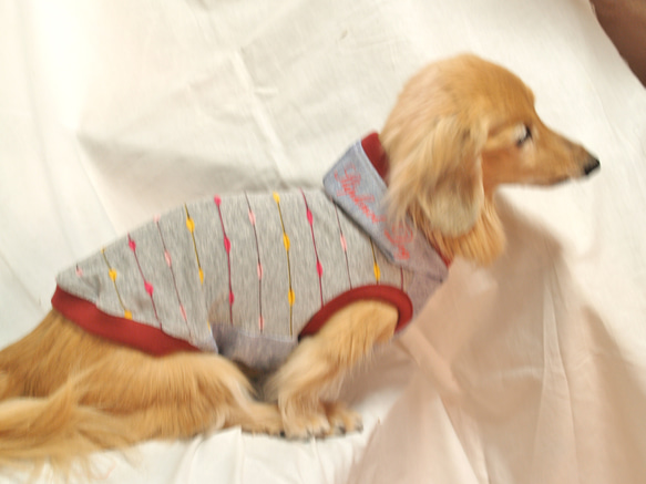 【送料無料】【ラザービー】 ダックス 小型犬用洋服  綿 ノースリーブ 犬服 ダックス プードル チワワ 12枚目の画像