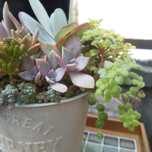 デザートローズの置物 模様が素敵なカランコエ＊デザートローズ トーイン錦＊斑入り＊多肉