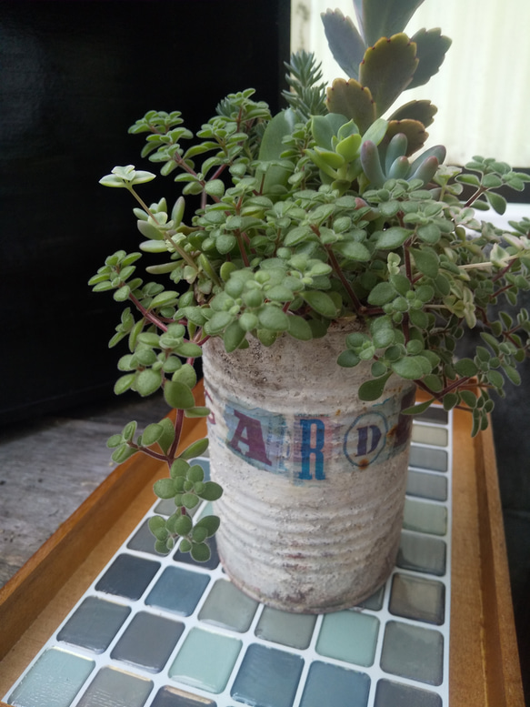 多肉植物 春萌と胡蝶の舞の寄せ植え 3枚目の画像