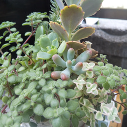 多肉植物 春萌と胡蝶の舞の寄せ植え 5枚目の画像