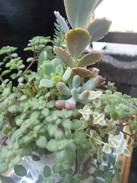 多肉植物 春萌と胡蝶の舞の寄せ植え 5枚目の画像