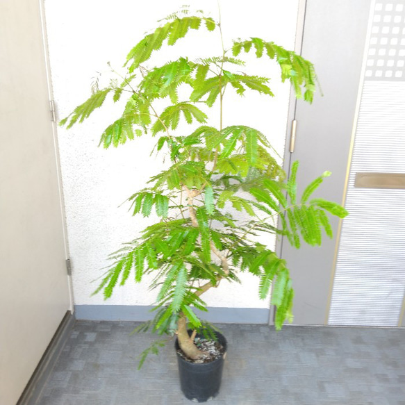 【現品】①エバーフレッシュ曲がり　大型観葉植物　高さ150　樹形綺麗　ボリューム◎　幹太◎　【送料無料・一部地域除く】