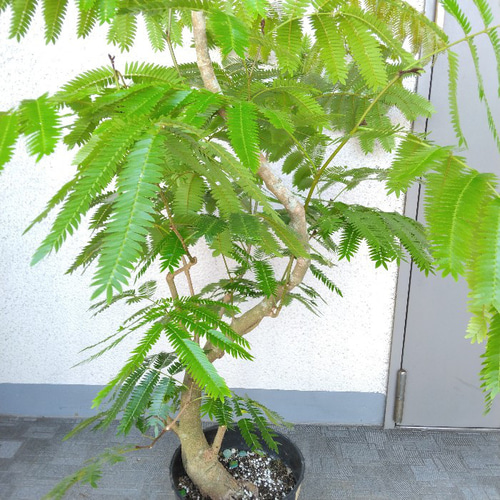 エバーフレッシュ 曲がり 観葉植物 高さ150㎝ 大型 - 植物/観葉植物