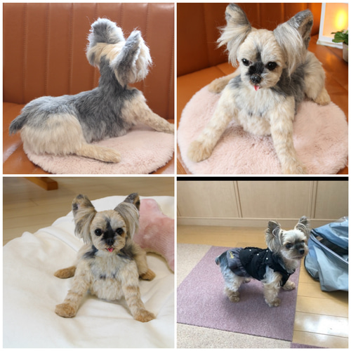 愛犬さんのオーダー》羊毛フェルトオーダー 羊毛フェルト犬 愛犬さんのオーダー》羊毛フェルトオーダー 羊毛フェルト犬