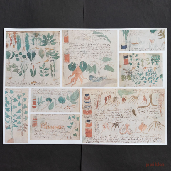 紙製ブックカバー　ヴォイニッチ手稿5（カラー）　A3判（5枚セット） 5枚目の画像