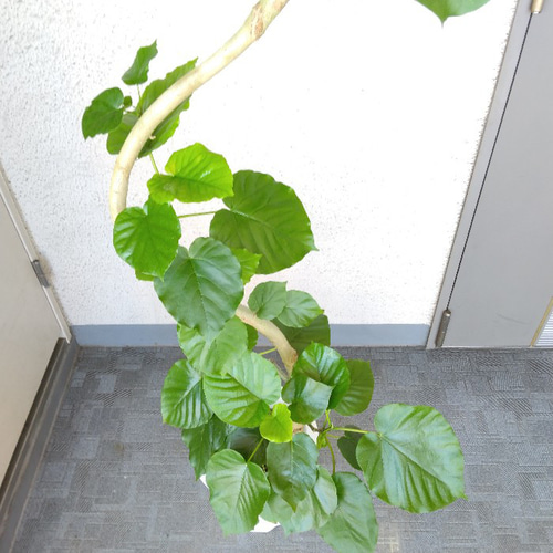 送料無料】【現品】フィカスウンベラータ曲がり 大型観葉植物 高さ150