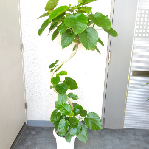 送料無料】【現品】フィカスウンベラータ曲がり 大型観葉植物 高さ150