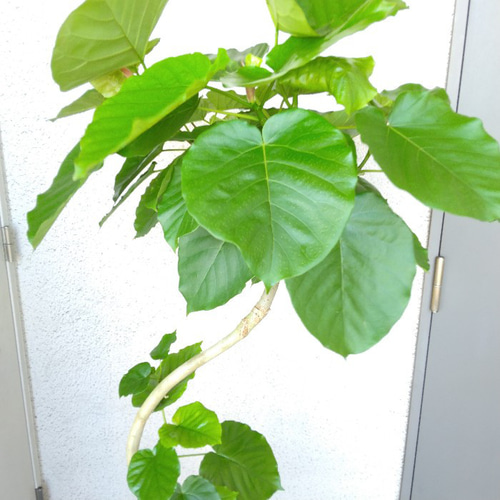 フィカス ウンベラータ 曲がり仕立て 大型❗ 高さ190cm❗10号 美樹形❗ フィカス ウンベラータ 曲がり仕立て 大型❗ 高さ190cm❗10号