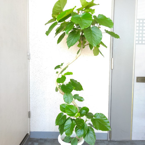 送料無料】【現品】フィカスウンベラータ曲がり 大型観葉植物 高