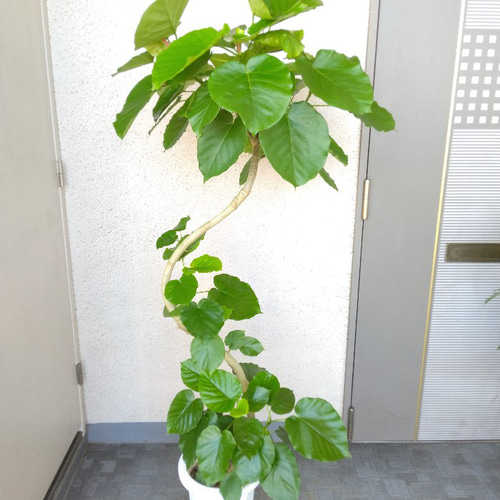 送料無料】【現品】フィカスウンベラータ曲がり 大型観葉植物 高さ150