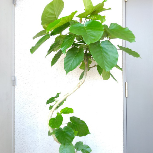 送料無料】【現品】フィカスウンベラータ曲がり 大型観葉植物 高