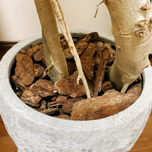 現品］フィカス ウンベラータ 観葉植物 大型 室内 ゴムの木