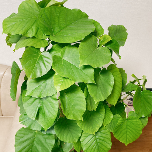 現品］フィカス ウンベラータ 観葉植物 大型 室内 ゴムの木