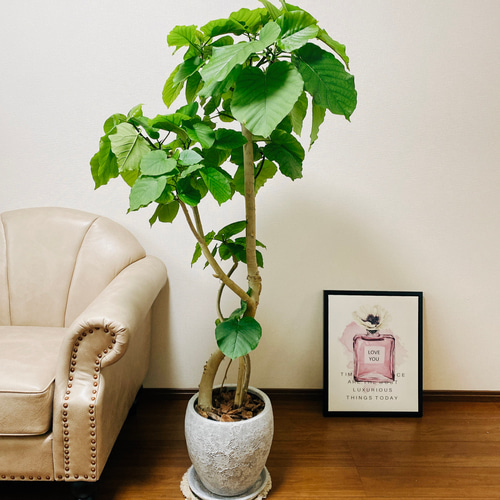sk♡　大型　フィカス ウンベラータ　陶器鉢　植え込み発送 大型 フィカス ウンベラータ 陶器鉢 植え込み発送