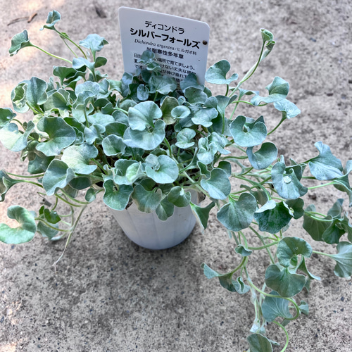 シルバーりーふ 051-29644_m.jpg