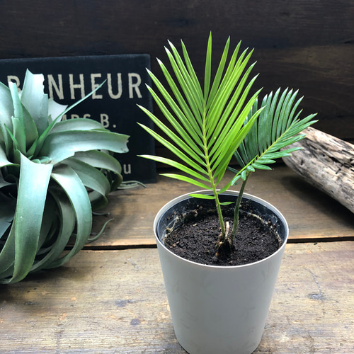 ソテツ♡南国の風♡エキゾチック♡蘇鉄♡育てやすい♡観葉植物