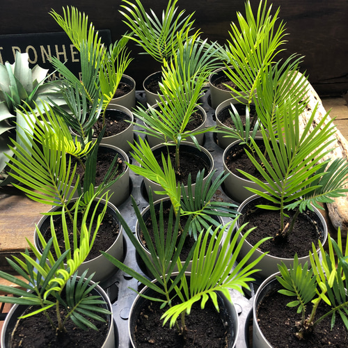 ソテツ♡南国の風♡エキゾチック♡蘇鉄♡育てやすい♡観葉植物