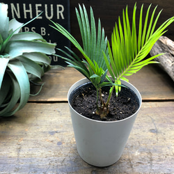 ソテツ♡南国の風♡エキゾチック♡蘇鉄♡育てやすい♡観葉植物