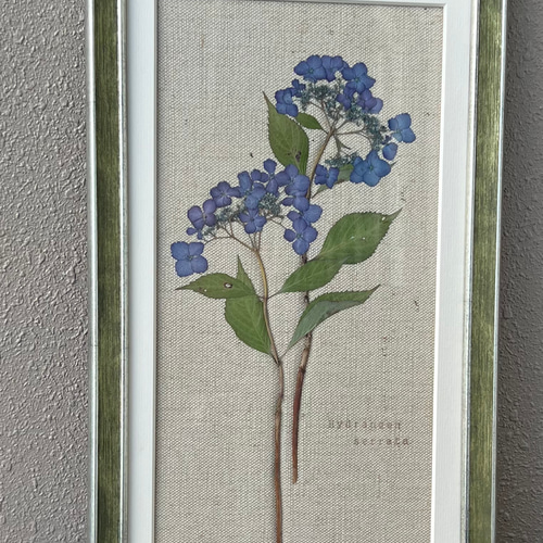 押し花額 押し花アート 山アジサイ 植物標本 プレゼント インテリア 