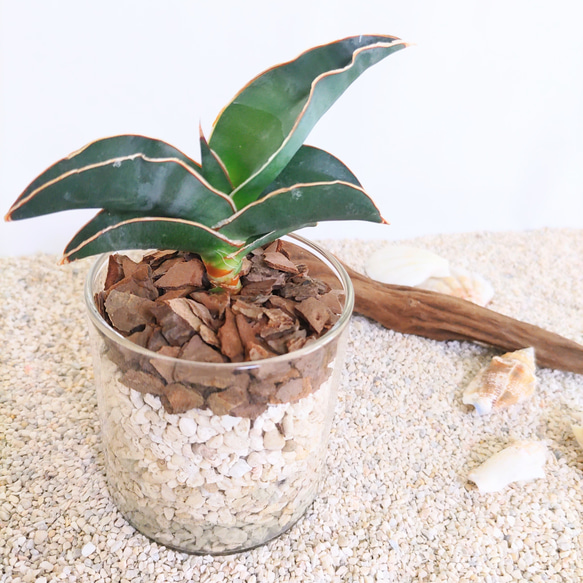 サンスベリア　ロブスタブルー　ハイドロカルチャー　観葉植物 2枚目の画像