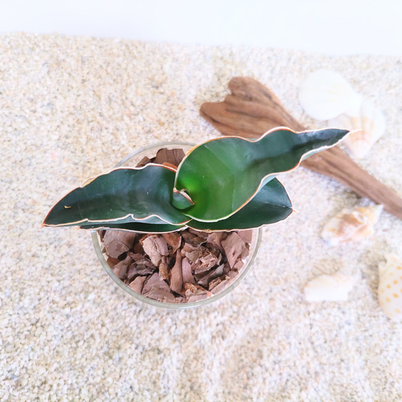 サンスベリア　ロブスタブルー　ハイドロカルチャー　観葉植物 3枚目の画像