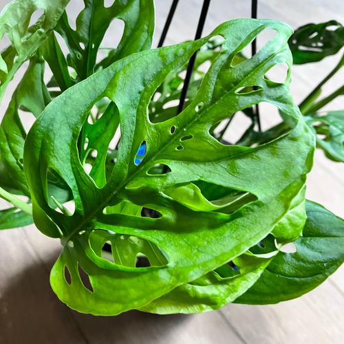 希少モンステラ＊ラニアータ＊吊り鉢＊観葉植物＊ アート