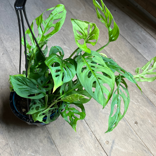 希少モンステラ＊ラニアータ＊吊り鉢＊観葉植物＊ アートフラワー