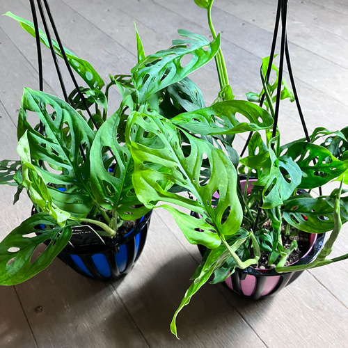 希少モンステラ＊ラニアータ＊吊り鉢＊観葉植物＊ アートフラワー