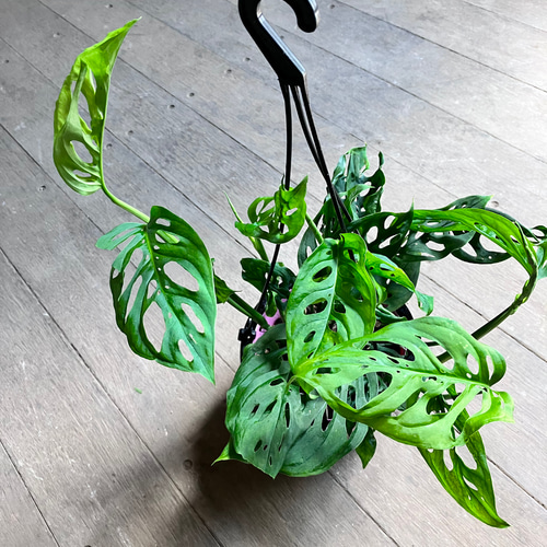 希少モンステラ＊ラニアータ＊吊り鉢＊観葉植物＊ アート