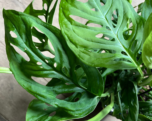 希少モンステラ＊ラニアータ＊吊り鉢＊観葉植物＊ アートフラワー