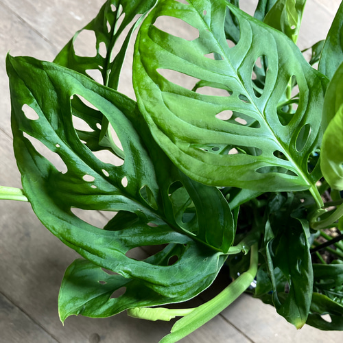 観葉植物超絶希少モンステララニアタ斑入(ラニアータ)フルミント