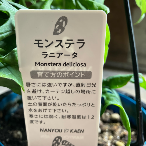 超絶希少 モンステラ ラニアータ モトルド 超絶希少 モンステラ ラニアータ モトルド - メルカリ