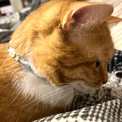 アナベル　猫さんにやさしい首輪【かぎ針編み　猫の首輪　猫　首輪　セーフティバックル　アジャスター　軽い　やわらかい】 7枚目の画像