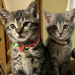 いちご　猫さんにやさしい首輪【かぎ針編み　猫の首輪　猫　首輪　セーフティバックル　アジャスター　軽い　やわらかい】 2枚目の画像