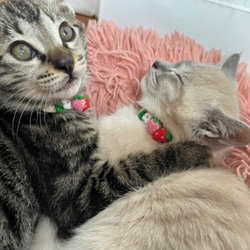いちご　猫さんにやさしい首輪【かぎ針編み　猫の首輪　猫　首輪　セーフティバックル　アジャスター　軽い　やわらかい】 5枚目の画像
