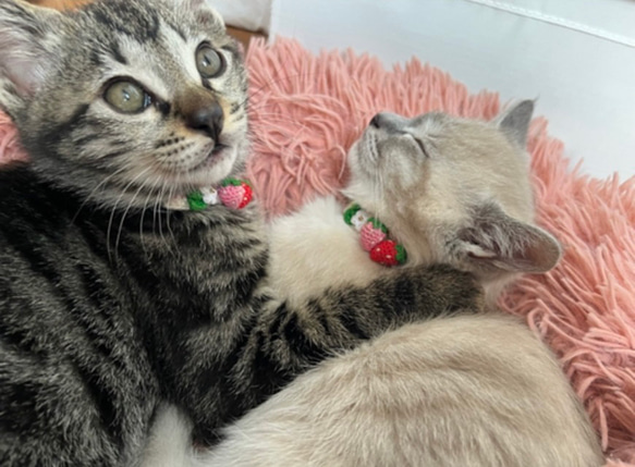 いちご　猫さんにやさしい首輪【かぎ針編み　猫の首輪　猫　首輪　セーフティバックル　アジャスター　軽い　やわらかい】 5枚目の画像