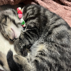 いちご　新色　猫さんにやさしい首輪【かぎ針編み　猫の首輪　猫　首輪　セーフティバックル　アジャスター　軽い　やわらかい】 3枚目の画像