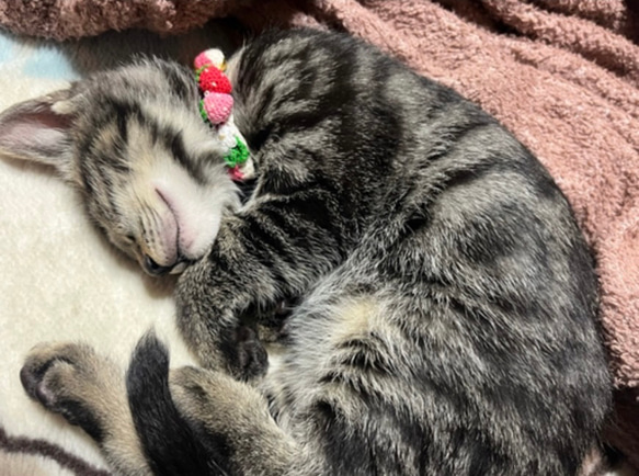 いちご　新色　猫さんにやさしい首輪【かぎ針編み　猫の首輪　猫　首輪　セーフティバックル　アジャスター　軽い　やわらかい】 3枚目の画像