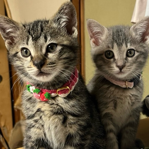 いちご 新色 猫さんにやさしい首輪【かぎ針編み 猫の首輪 猫 いちご 新色 猫さんにやさしい首輪【かぎ針編み 猫の首輪 猫