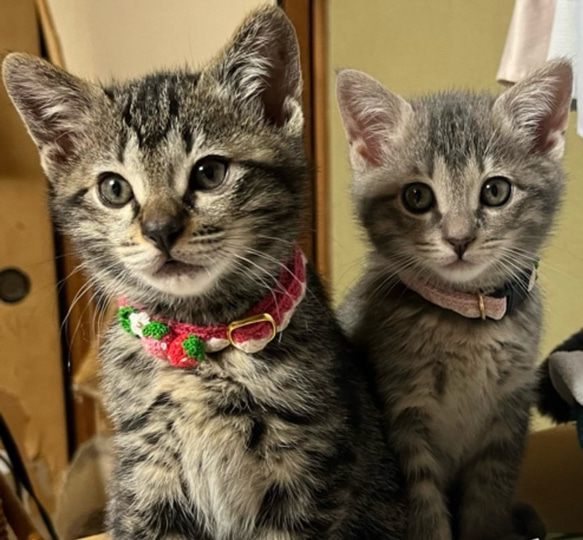 いちご　新色　猫さんにやさしい首輪【かぎ針編み　猫の首輪　猫　首輪　セーフティバックル　アジャスター　軽い　やわらかい】 2枚目の画像