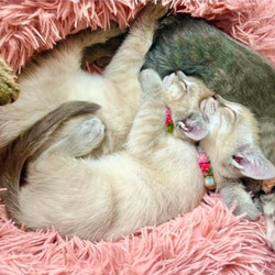 いちご　新色　猫さんにやさしい首輪【かぎ針編み　猫の首輪　猫　首輪　セーフティバックル　アジャスター　軽い　やわらかい】 4枚目の画像