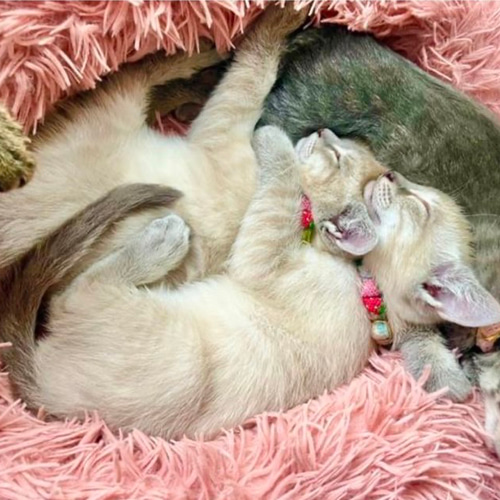 いちご 新色 猫さんにやさしい首輪【かぎ針編み 猫の首輪 猫