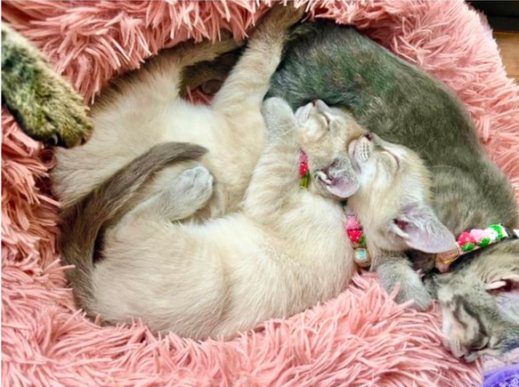 いちご　新色　猫さんにやさしい首輪【かぎ針編み　猫の首輪　猫　首輪　セーフティバックル　アジャスター　軽い　やわらかい】 4枚目の画像