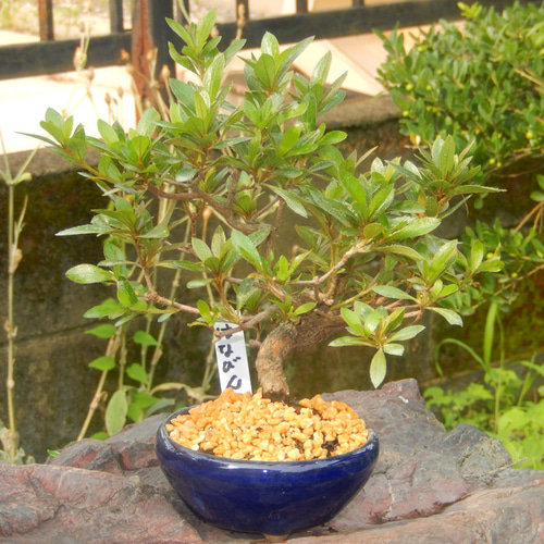 はなびん サツキ さつき ミニ盆栽 小品盆栽 盆栽 盆栽鉢付 送料無料