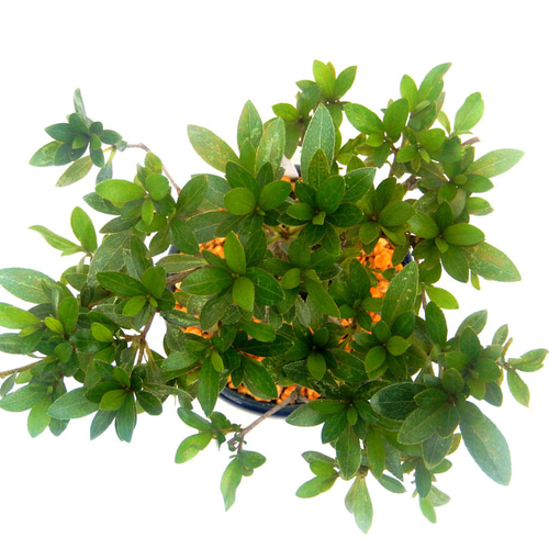 はなびん サツキ さつき ミニ盆栽 小品盆栽 盆栽 盆栽鉢付 送料無料