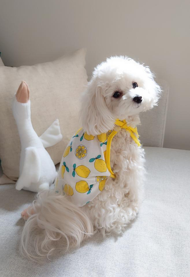 犬服☆ハンドメイド☆キャミ バルーン✩.*˚ - メルカリ