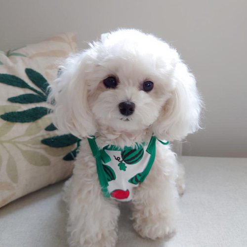 2点購入100円お値引き♡キャミソール♡犬服 犬服‼︎フルーツ柄肩紐リボンキャミソール スイカ☆XS.S.M.DXS.DS.DM