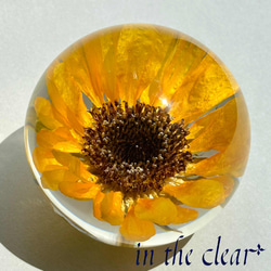 スーパー兜Vタイプ 兜丸 サボテンの 種子 Ω版200粒〜 多肉植物