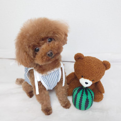 Amazon | PetGround ウサギ耳付きポンチョ風犬服 可愛い 犬用