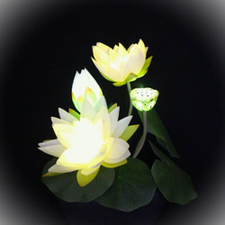ふんわり光る 蓮の花 光る花 7枚目の画像